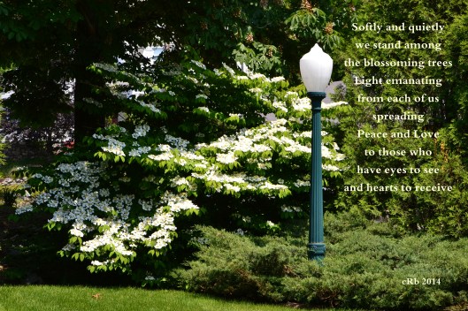 Light Blossoming Trees