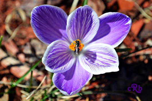 2015 cycle begins again