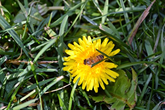 Bee and dandelion_