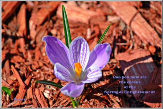 Crocus of Enlightenment