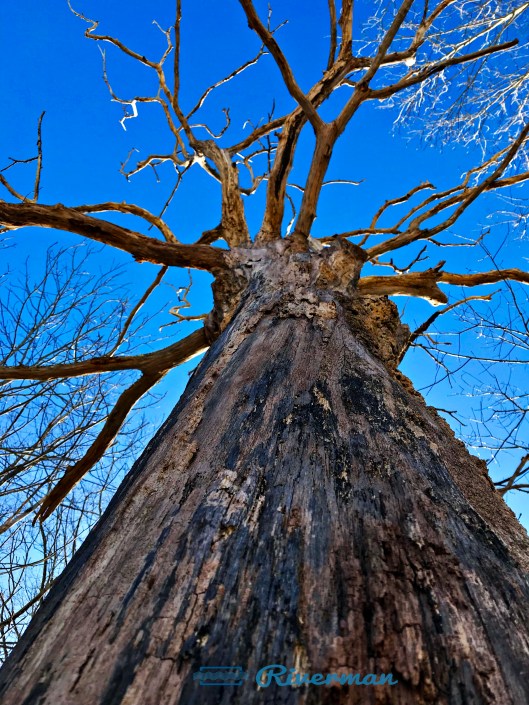 Sacred Oak 2018-03-27.jpg