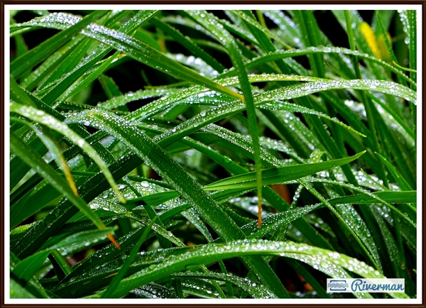 Droplets on Green Leaves 600w