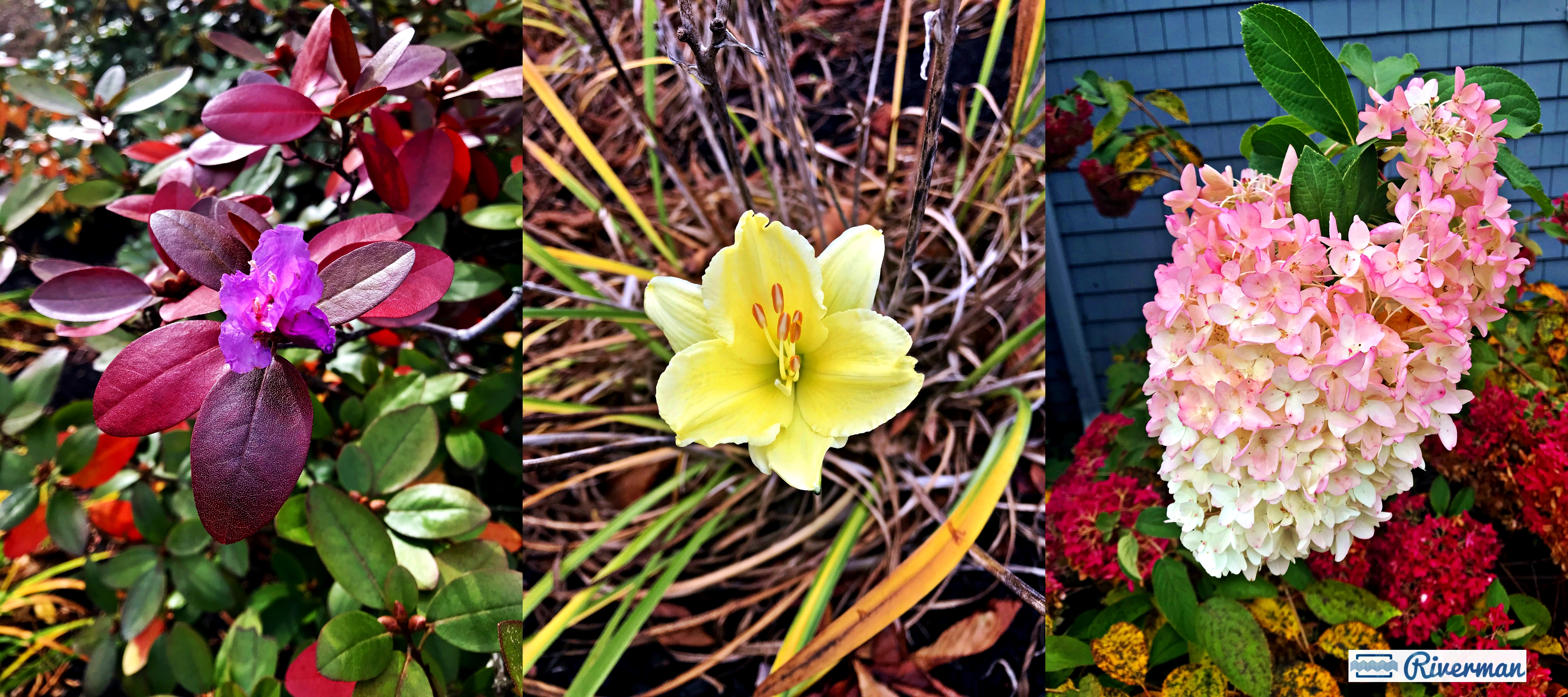 October Full Moon Flowers